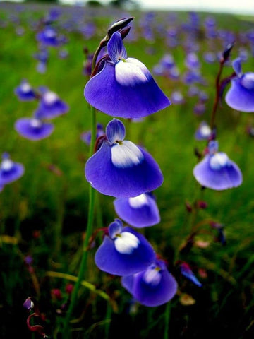 Blue Bladderwort Flower Seeds for Garden Planting - NON GMO Seeds for planting in home garden