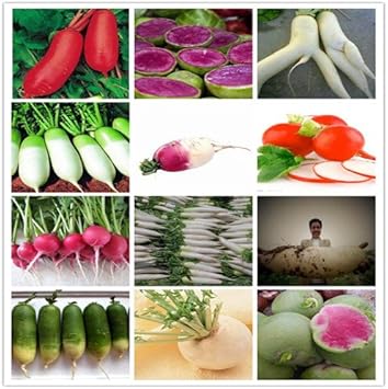 100 Pcs