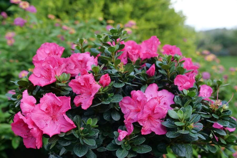 Azalea Flower Seeds Multi-Colored for Planting - 100 pcs for planting in your garden.