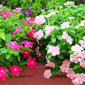 Heirloom Non-GMO White Periwinkle Flower Seeds for Elegant Low-Maintenance Garden Planting