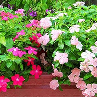 Heirloom Non-GMO White Periwinkle Flower Seeds for Elegant Low-Maintenance Garden Planting