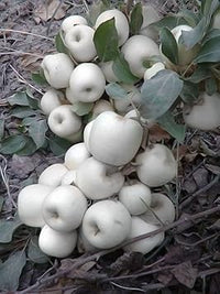 White apple fruit seeds for planting