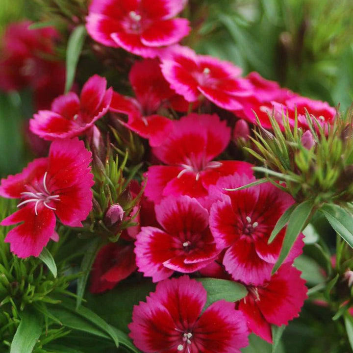 Heirloom Non-GMO Pink & Red Dianthus Flower Seeds for Garden Planting ƒ?? Vibrant Fragrant Blooms