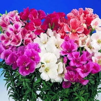 Heirloom Godetia Flower Seeds for Garden Planting, Non-GMO, Colorful Blooms for Cut Flowers - Godetia for planting in home garden