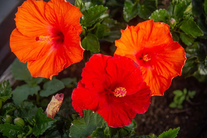 Heirloom Orange Hibiscus Flower Seeds ƒ?? Non-GMO Tropical Garden Blooms for Planting
