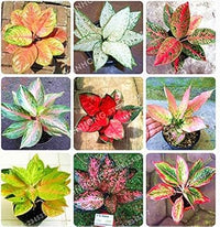 Aglaonema Pink Flower Seeds for Planting NON GMO Seeds