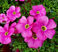 Perennial Oxalis flowers displayed in a decorative garden pot.
