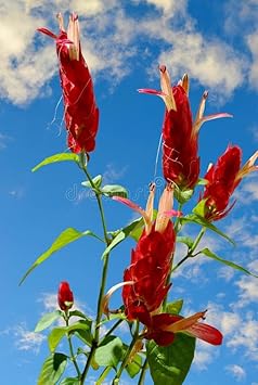 Red Pachystachys Flower Seeds for Planting - 100 pcs
