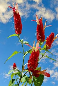 Red Pachystachys Flower Seeds for Planting - 100 pcs