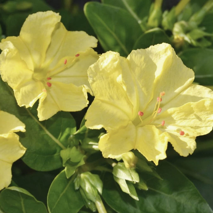 Yellow Marquezii Plant Seeds for Planting - 100 pcs