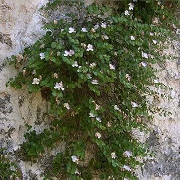 White Pink Capparis Spinosa Plant Seeds for Planting - NON GMO Seeds