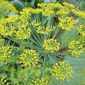 100 Pcs