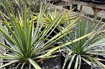 Yellow Yucca Plant Seeds for Planting - Garden Beautification & Edible Fruit, Heirloom Seeds