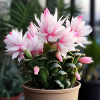 Weihnachtskaktus Flower Seeds for Planting - 100 pcs