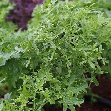 Lime Streaks Mizuna Mustard Seeds for Microgreens and Culinary Gardens Scientific Name Placeholder for planting in home garden