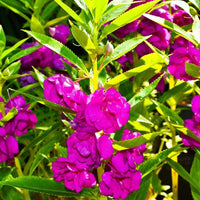 Heirloom Non-GMO Full Pink Balsamine Flower Seeds for Garden Planting ƒ?? Lush Double Blooms