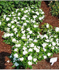 Heirloom Non-GMO White Periwinkle Flower Seeds for Elegant Low-Maintenance Garden Planting