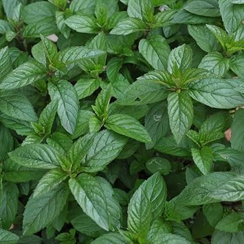 Peppermint Plant Seeds for Planting-Heirloom & Non-GMO Seeds for planting Scientific Name Placeholder for planting in home garden