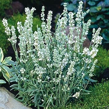 White Ellagance Snow Plant Seeds for Planting - NON GMO Seeds for planting in home garden