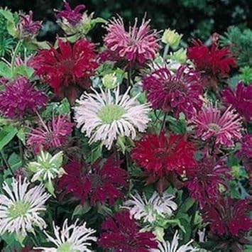 Mixed Monarda Didyma Flower Seeds for Garden - NON GMO Seeds for planting in home garden
