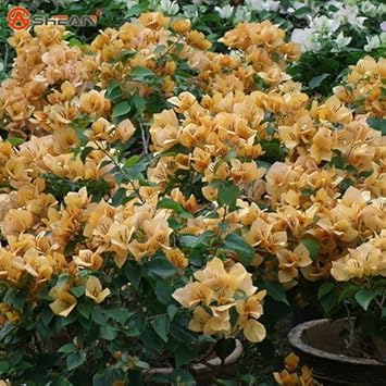 Yellow Bougainvillea Seeds for Planting ƒ?? Organic, Heirloom, Non-GMO Flowers