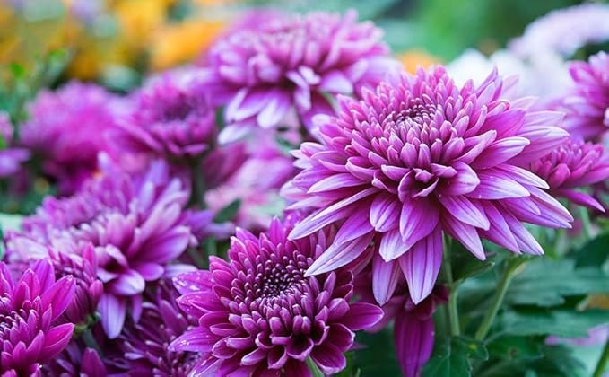 Organic Chrysanthemum Flower Seeds for Planting, Purple Shade – Heirloom, Non-GMO