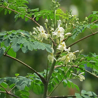 Moringa Seeds for Garden Planting, Raised Beds, Containers & Outdoor Growing