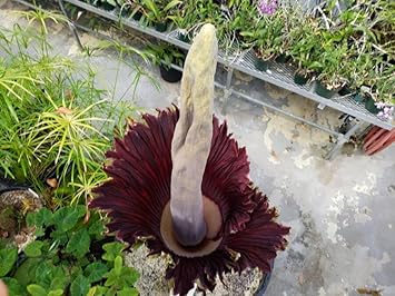 Smelliest Flower Seeds – Heirloom Non-GMO Seeds for Unique and Exotic Garden Planting - Flower for planting in home garden