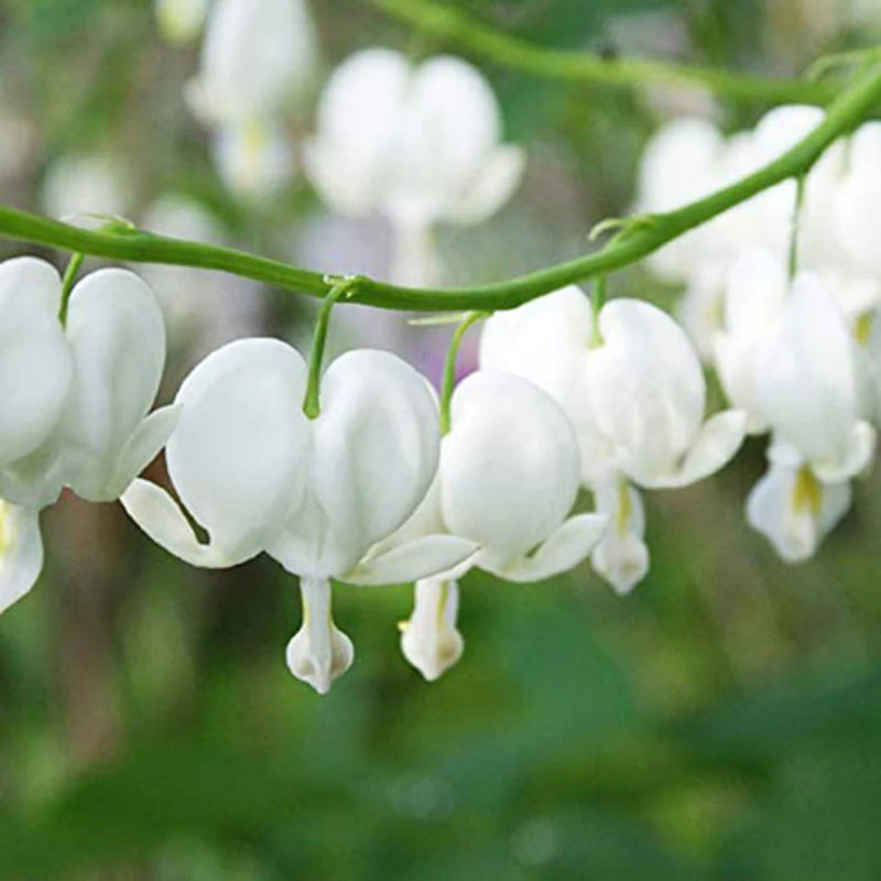 Heirloom Non-GMO White Bleeding Heart Flower Seeds for Unique Garden Borders and Romantic Planting