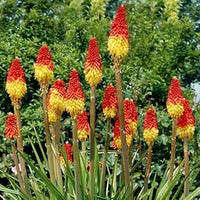 Poker Flower Seeds for Planting - 100 Pcs pcs