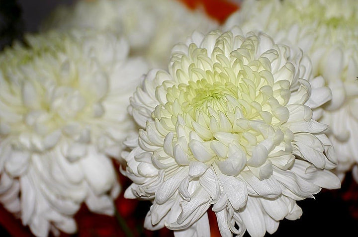 Crisantemo Flower Seeds for Planting - 100 Pcs pcs