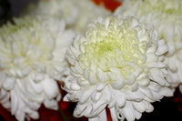 Crisantemo Flower Seeds for Planting - 100 Pcs pcs