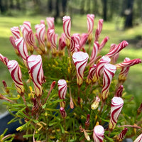 Oxalis Versicolor Flower Seeds – Heirloom, Non-GMO Seeds for Planting Striking Garden Blooms