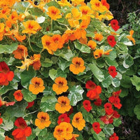 Heirloom Non-GMO Nasturtium Flower Seeds for Planting – Mixed Color Edible Blooms for Garden Borders