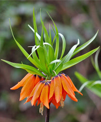 Organic Imperialis Flower Seeds for Planting – Heirloom, Non-GMO