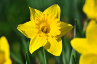 Narzisse Flower Seeds for Planting - 100 pcs