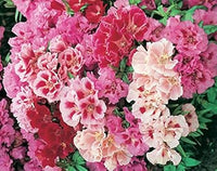 Mixed Godetia Flower Seeds for Planting, 100 pcs