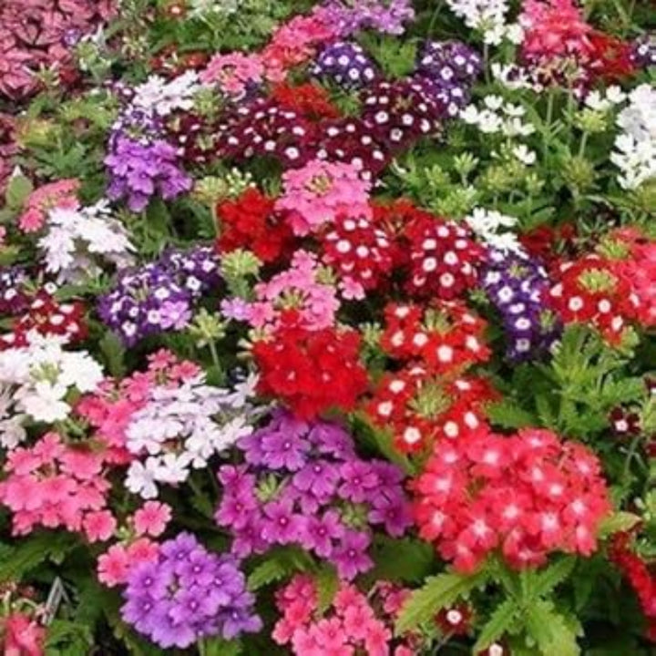 Mixed Verbena Flower Seeds for Planting - 100 pcs