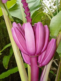 Annona Squamosa Seeds for Sweet and Nutrient-Rich Fruit Trees 100 Pcs pcs