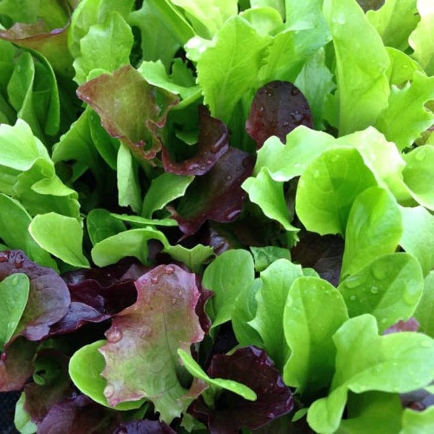 Indoor Lettuce Mix Seeds for Planting heirloom & Non-GMO Seeds
