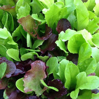 Indoor Lettuce Mix Seeds for Planting heirloom & Non-GMO Seeds