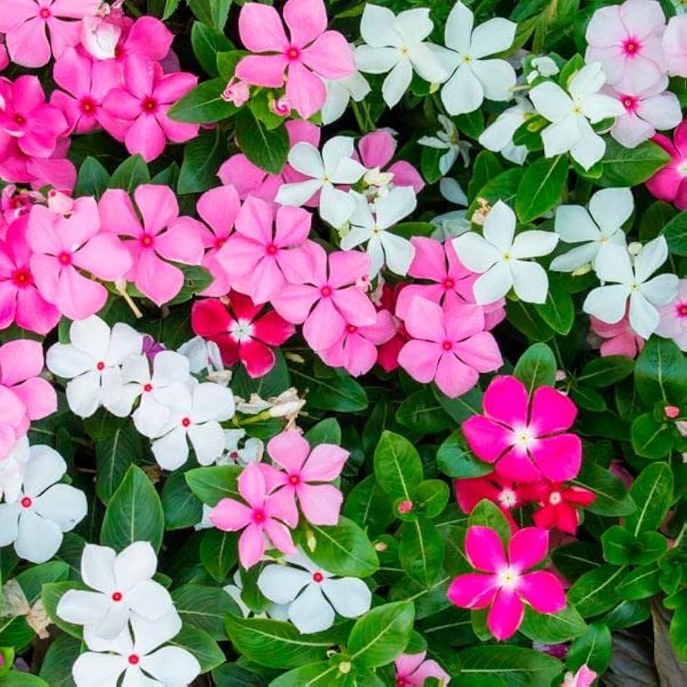 Fragrant Vinca Flower Seeds – Heirloom, Non-GMO Flower Seeds for Planting