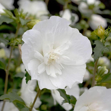 Sharon Flower Seeds for Planting, Heirloom, Non-GMO, 100 pcs for planting in home garden