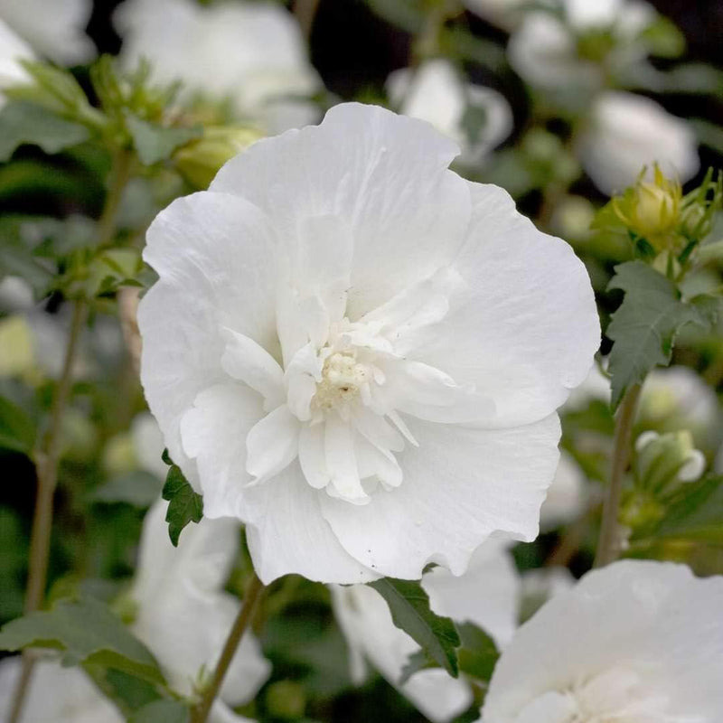 Sharon Flower Seeds for Planting, Heirloom, Non-GMO, 100 pcs for planting in home garden