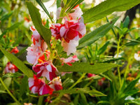 Heirloom Non-GMO Mixed Balsamine Flower Seeds ƒ?? Colorful Blooms for Easy Garden Planting