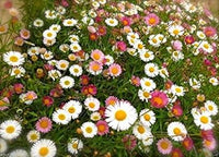 Mixed Erigeron Flower Seeds for Planting- NON GMO Seeds