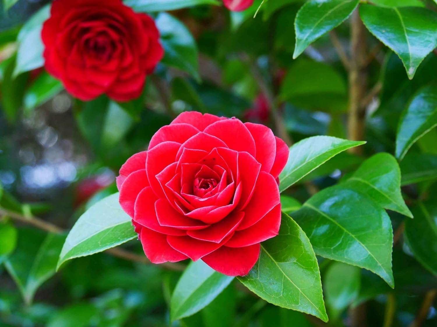 Camellia Flower Seeds for Planting, Heirloom, Non-GMO for planting in home garden