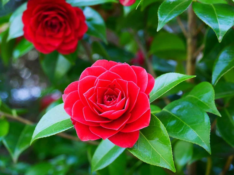 Camellia Flower Seeds for Planting, Heirloom, Non-GMO for planting in home garden