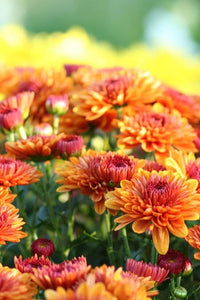 Chrysanthemum Flower Seeds Yellow Red for Planting NON GMO Seeds