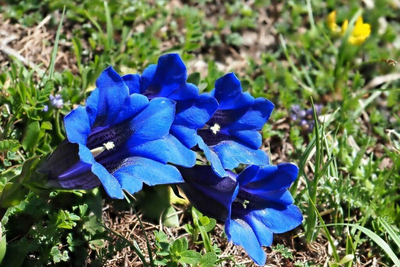 Gemischt (Gemischt scientific name) for planting in garden